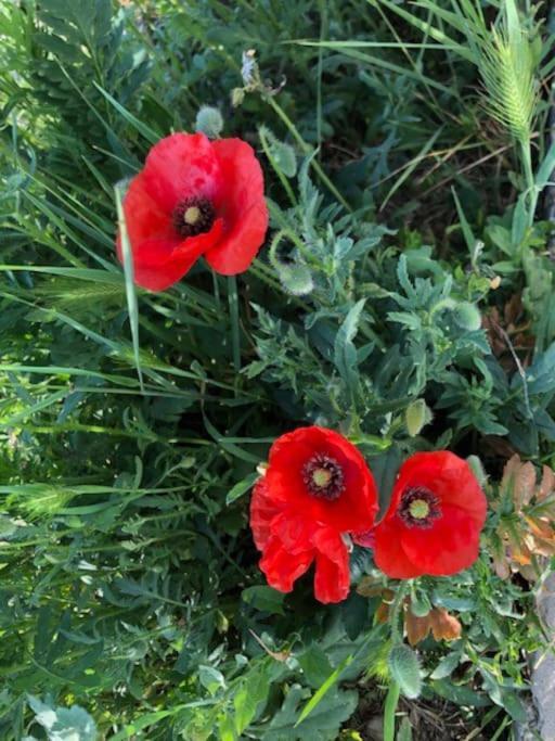 Casa Borc Di Nelle Holiday home